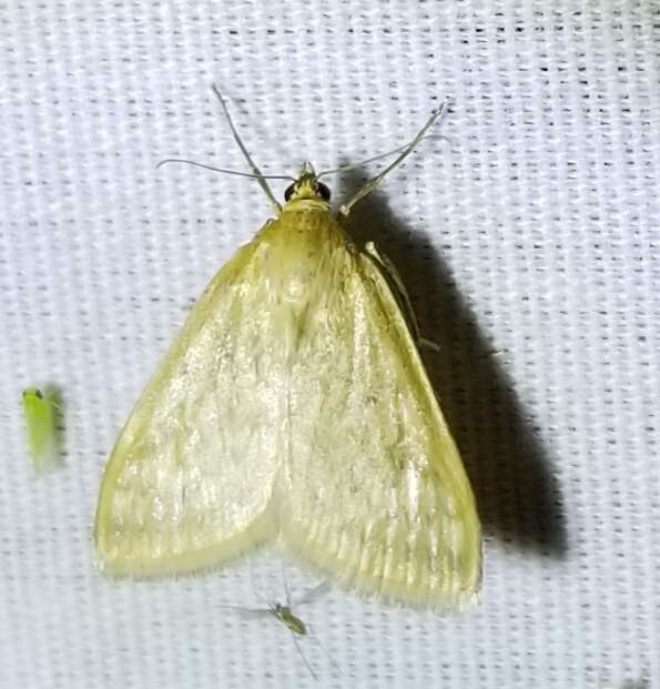 Image of Sitochroa Moth