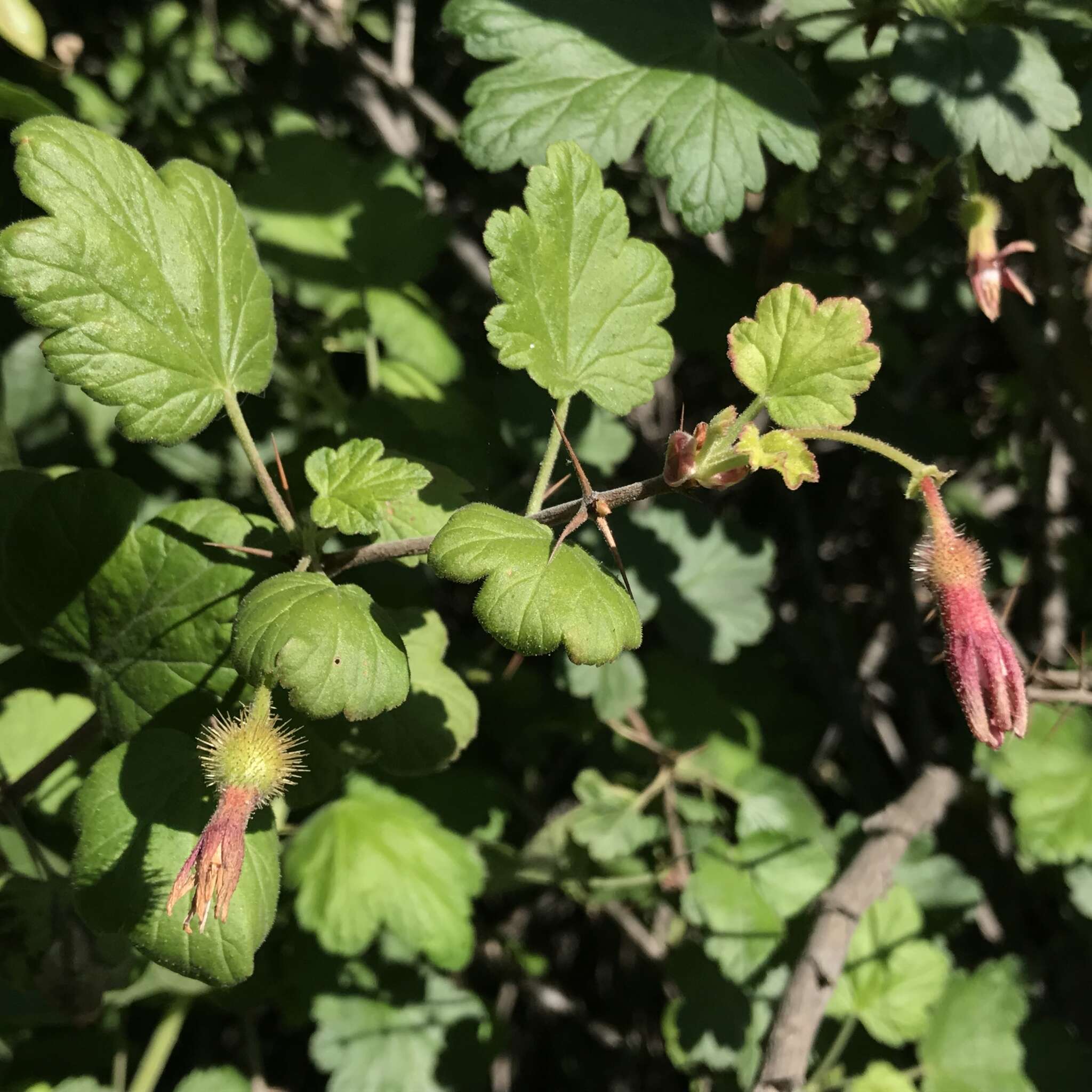 Image of canyon gooseberry