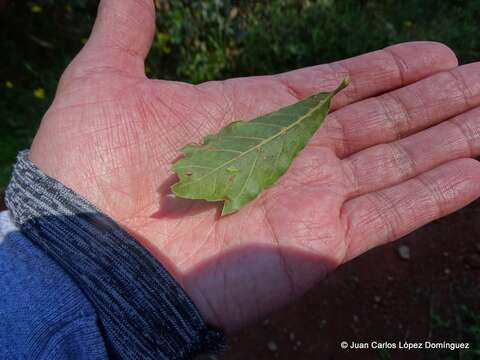 Imagem de Quercus laurina Bonpl.