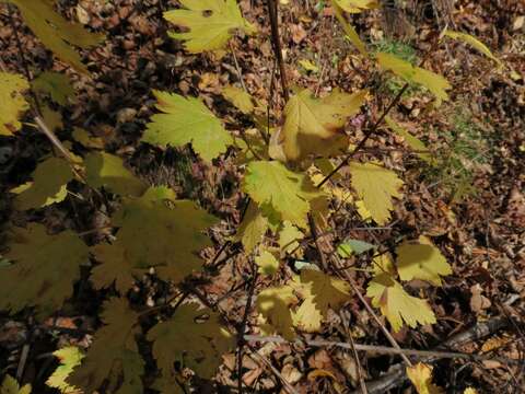 Image of Ribes maximoviczianum Kom.