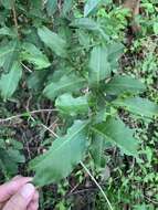 Слика од Capparis micracantha DC.