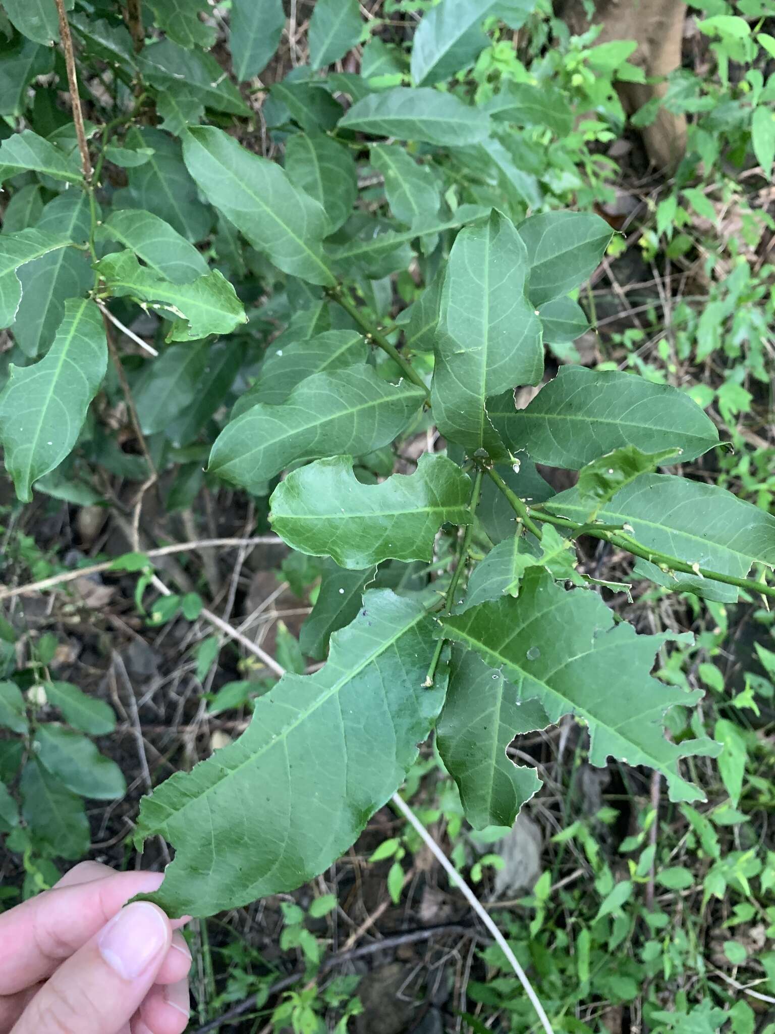 Слика од Capparis micracantha DC.