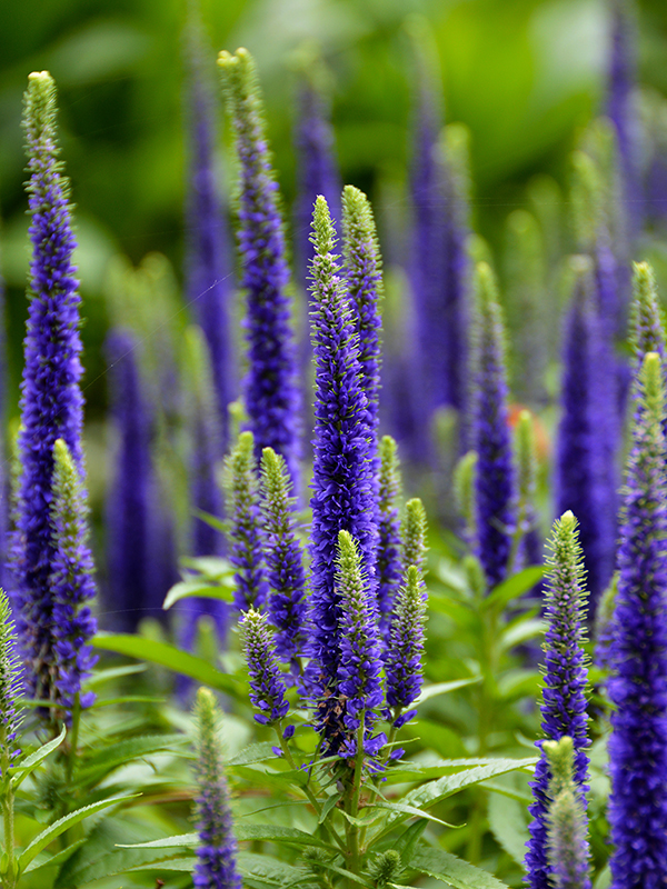 Veronica spicata (rights holder: Drriss & Marrionn)