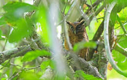 Image of Tawny-bellied Screech Owl