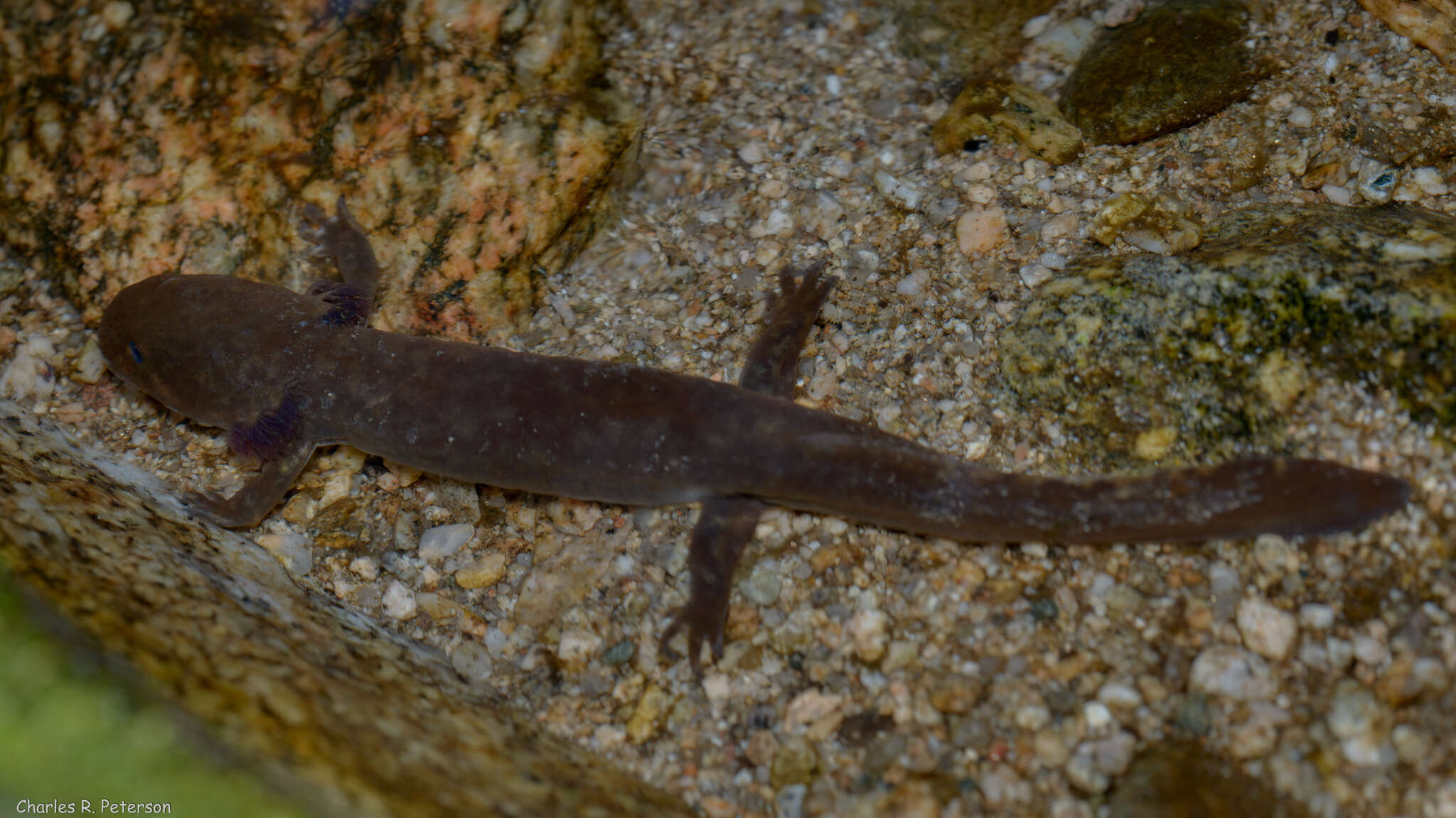 Image de Dicamptodon de l'Idaho