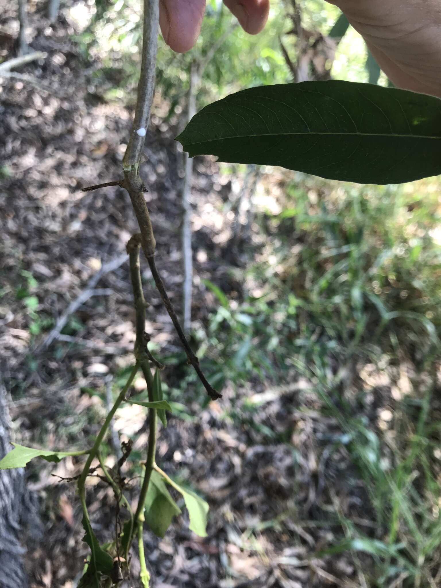 澳洲鷄骨常山的圖片