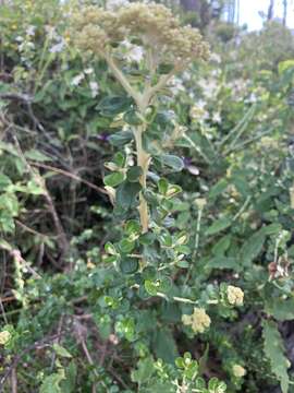 Image of Ozothamnus cuneifolius (Benth.) A. A. Anderberg