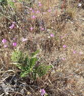 Plancia ëd Clarkia lewisii P. H. Raven & D. R. Parnell