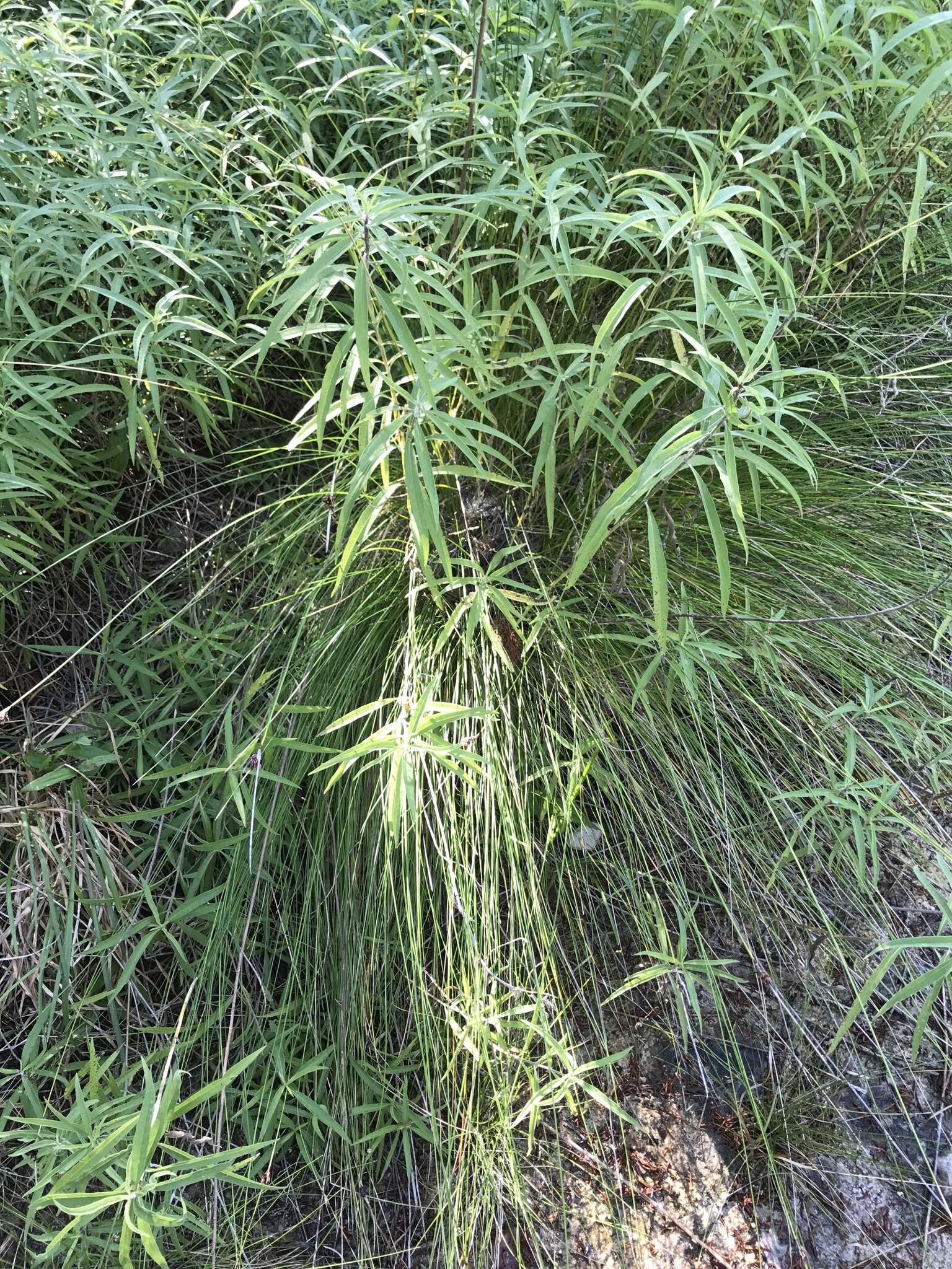 Image of Black Bog-rush