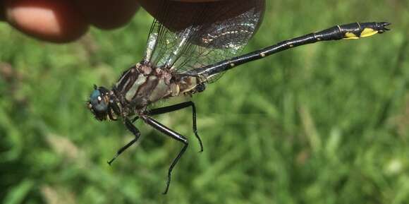 Image of Phanogomphus quadricolor (Walsh 1863)