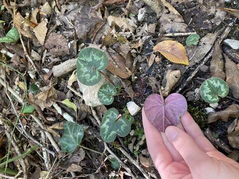 Image de Cyclamen coum subsp. caucasicum (C. Koch) O. Schwarz