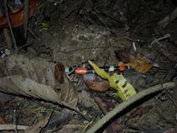 صورة <i>Micrurus diutius</i>