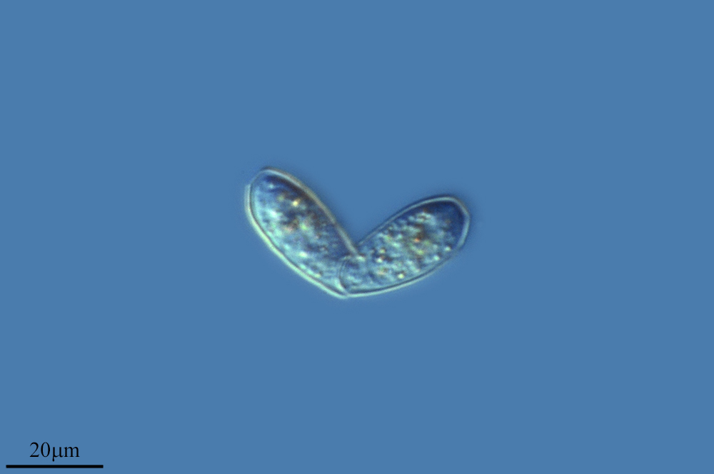 Image of <i>Trinema enchelys</i>
