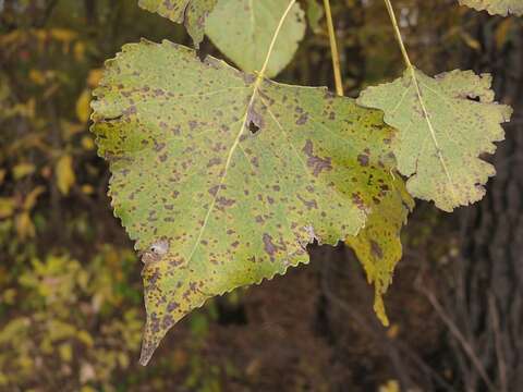 Image of plains cottonwood