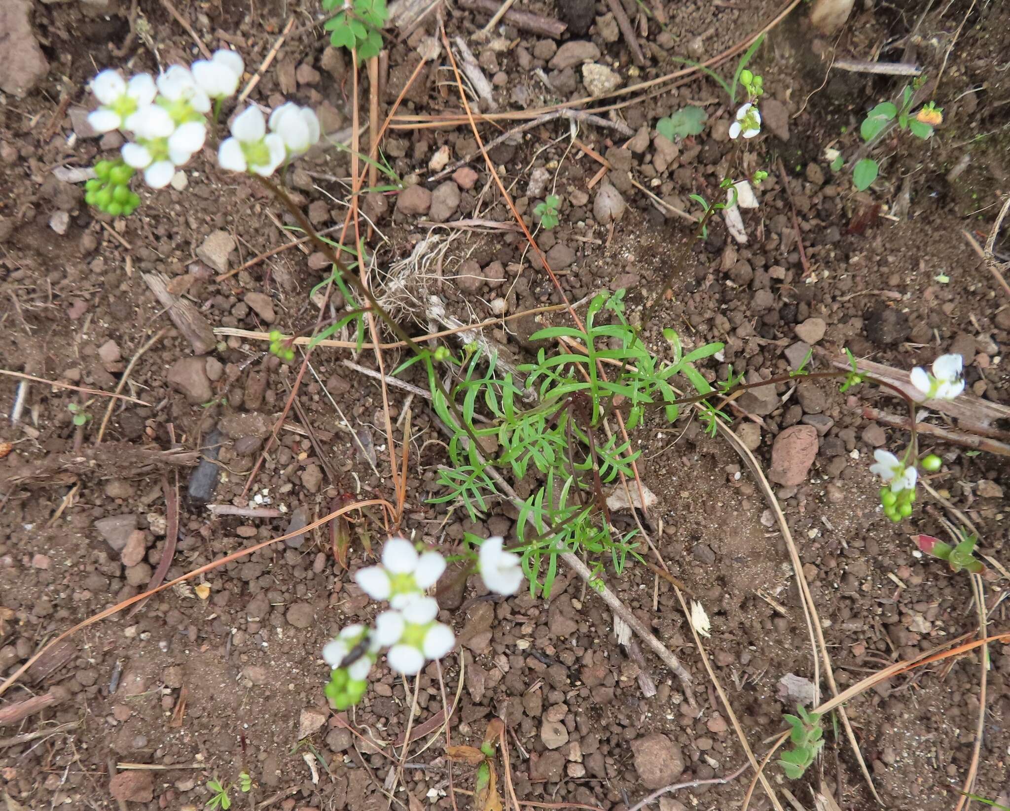 Plancia ëd Heliophila diffusa var. flacca (Sond.) Marais