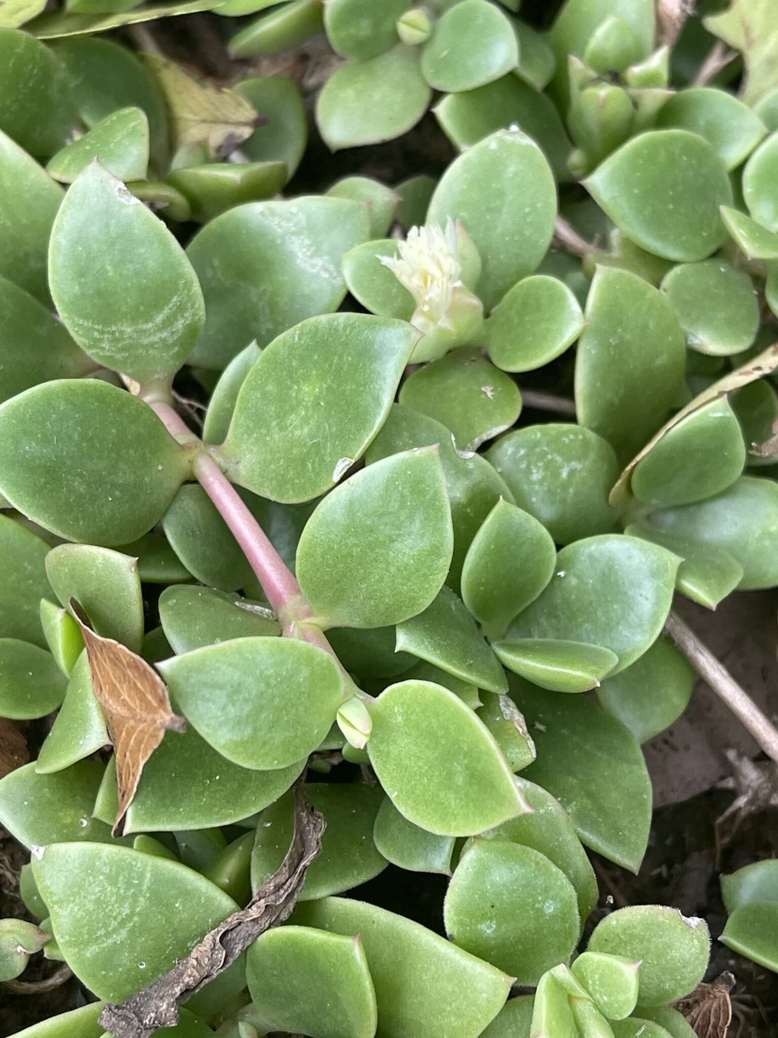 Image of Delosperma lebomboense (L. Bol.) Lavis