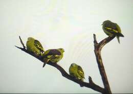 Image of Grey-fronted Green Pigeon