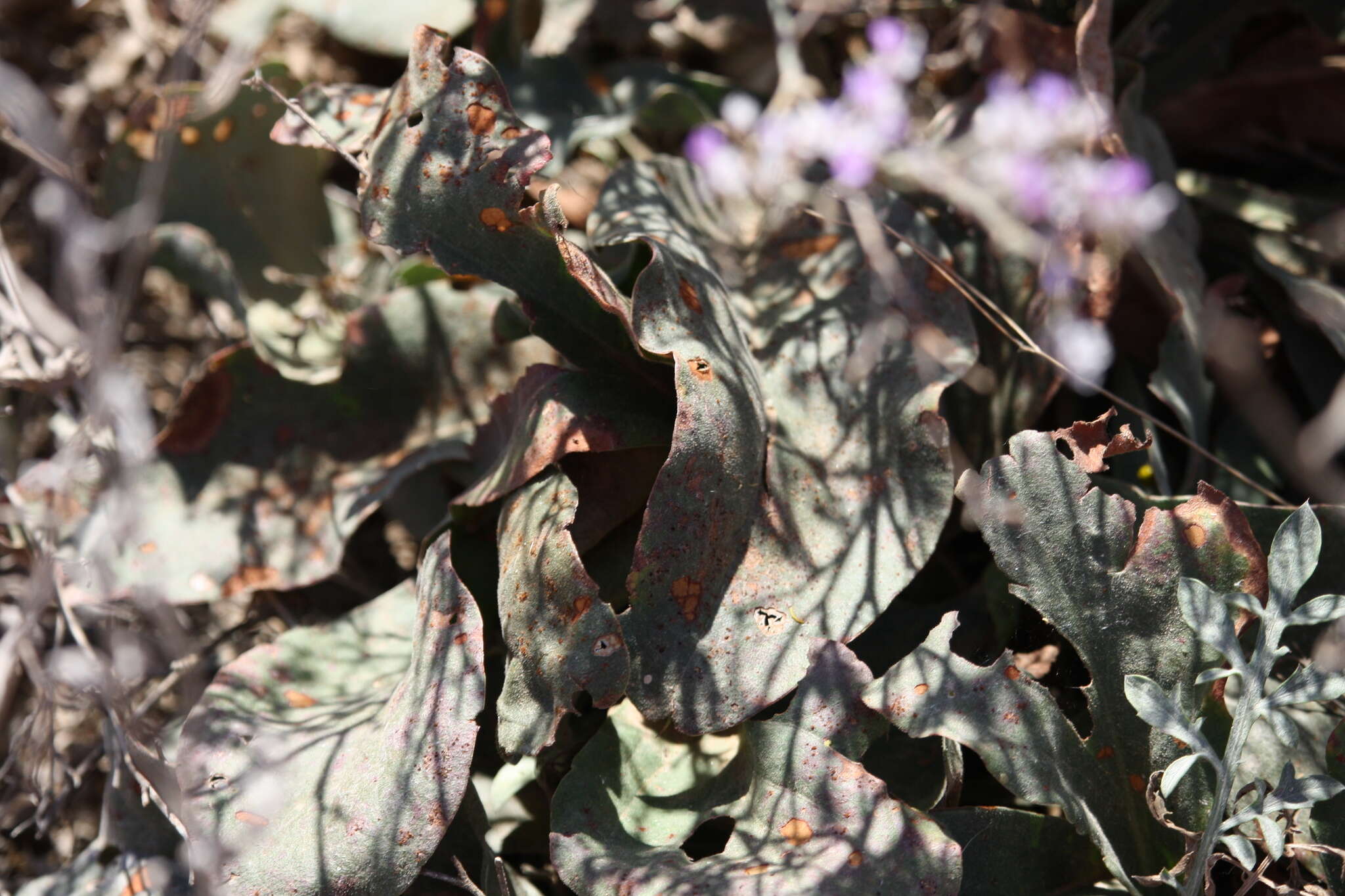 Image de Limonium sareptanum (A. Becker) Gams