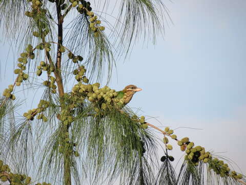 صورة Psilopogon viridis (Boddaert 1783)