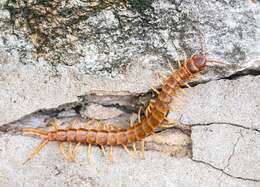 Image de Scolopendra gigantea Linnaeus 1758