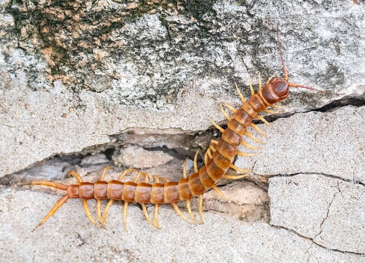 Imagem de Scolopendra gigantea Linnaeus 1758