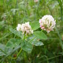 Image of Trifolium hybridum subsp. hybridum
