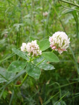 Image of Trifolium hybridum subsp. hybridum