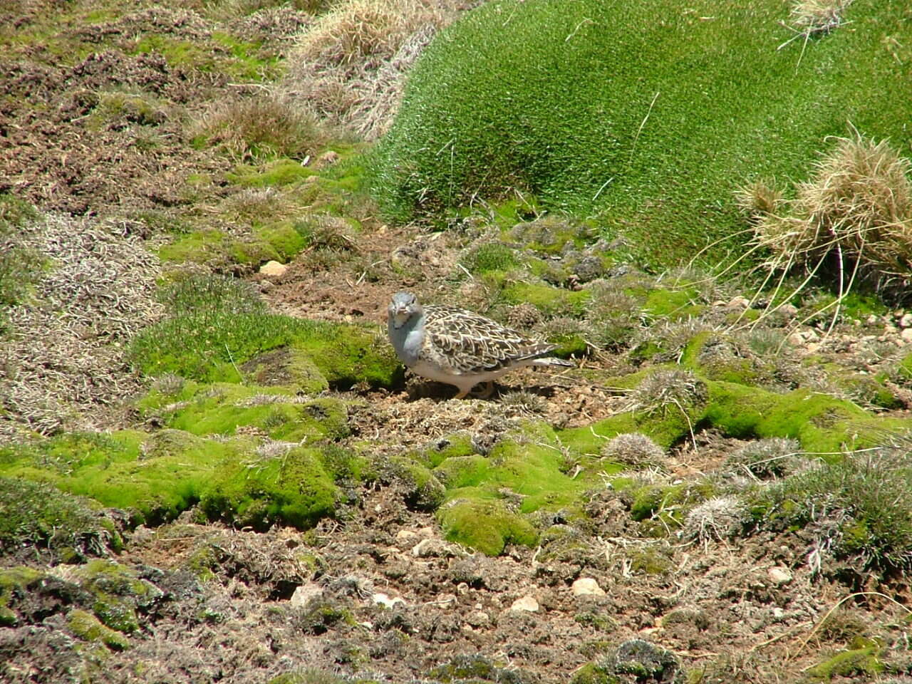 Image de Thinocorus Eschscholtz 1829