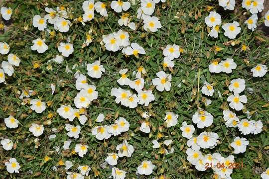 Helianthemum abelardoi Alcaraz resmi