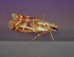 Image of Webbing Coneworm Moth