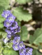 Phacelia scariosa Brandegee的圖片