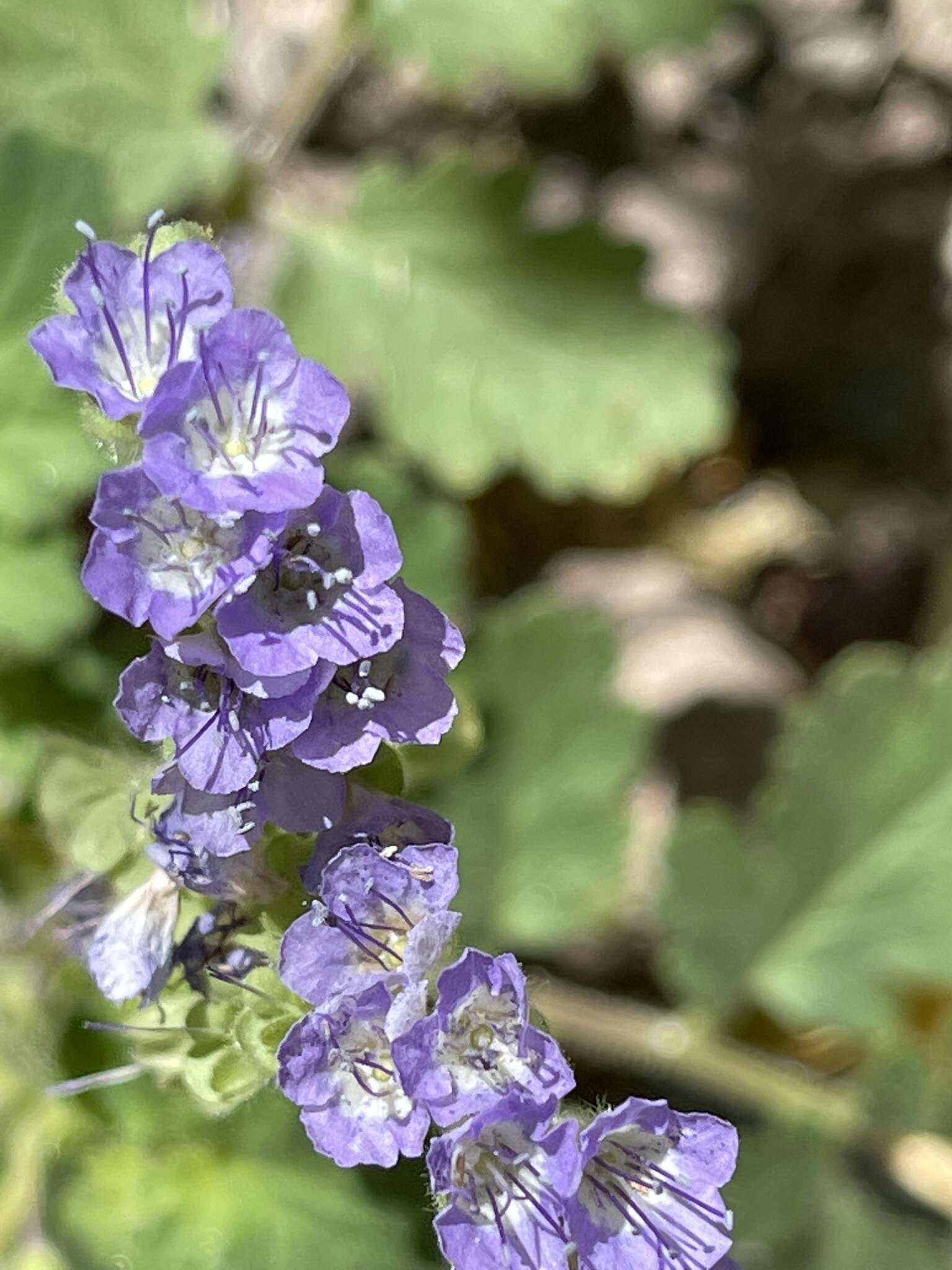 Phacelia scariosa Brandegee的圖片