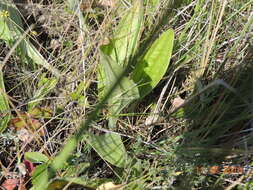 Imagem de Plantago australis subsp. australis