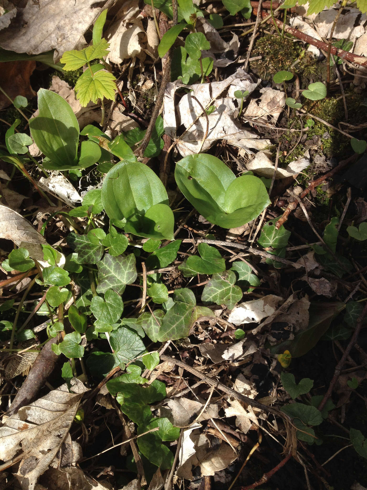 Image of Common twayblade