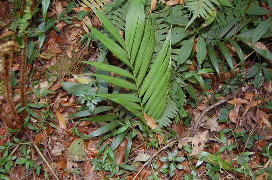 صورة Chamaedorea vulgata Standl. & Steyerm.