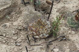 Image of Coryphantha poselgeriana (A. Dietr.) Britton & Rose