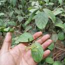 Image of Viburnum microphyllum (Oerst.) Hemsl.