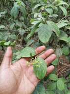 Image of Viburnum microphyllum (Oerst.) Hemsl.