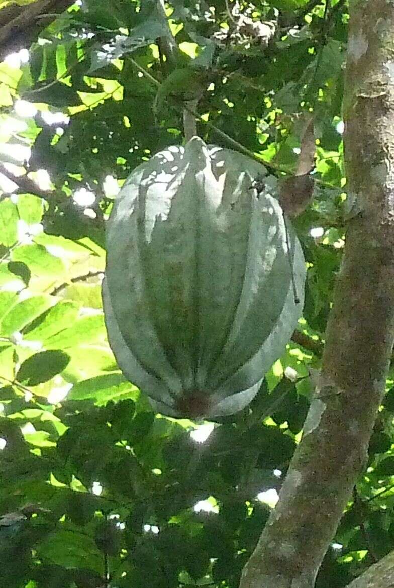 Image of oysternut