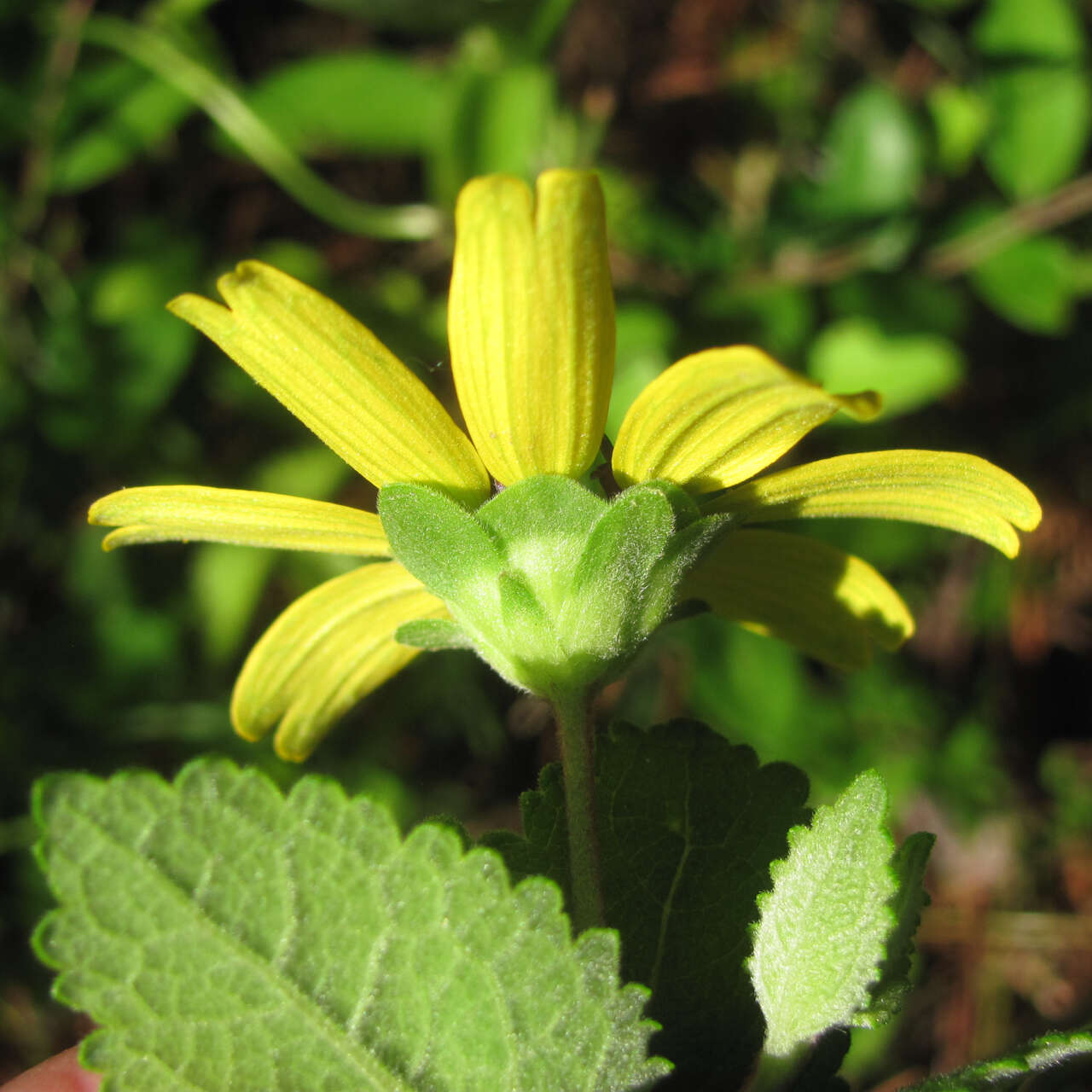 Image of soft greeneyes