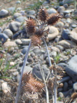 Image of common cockleburr