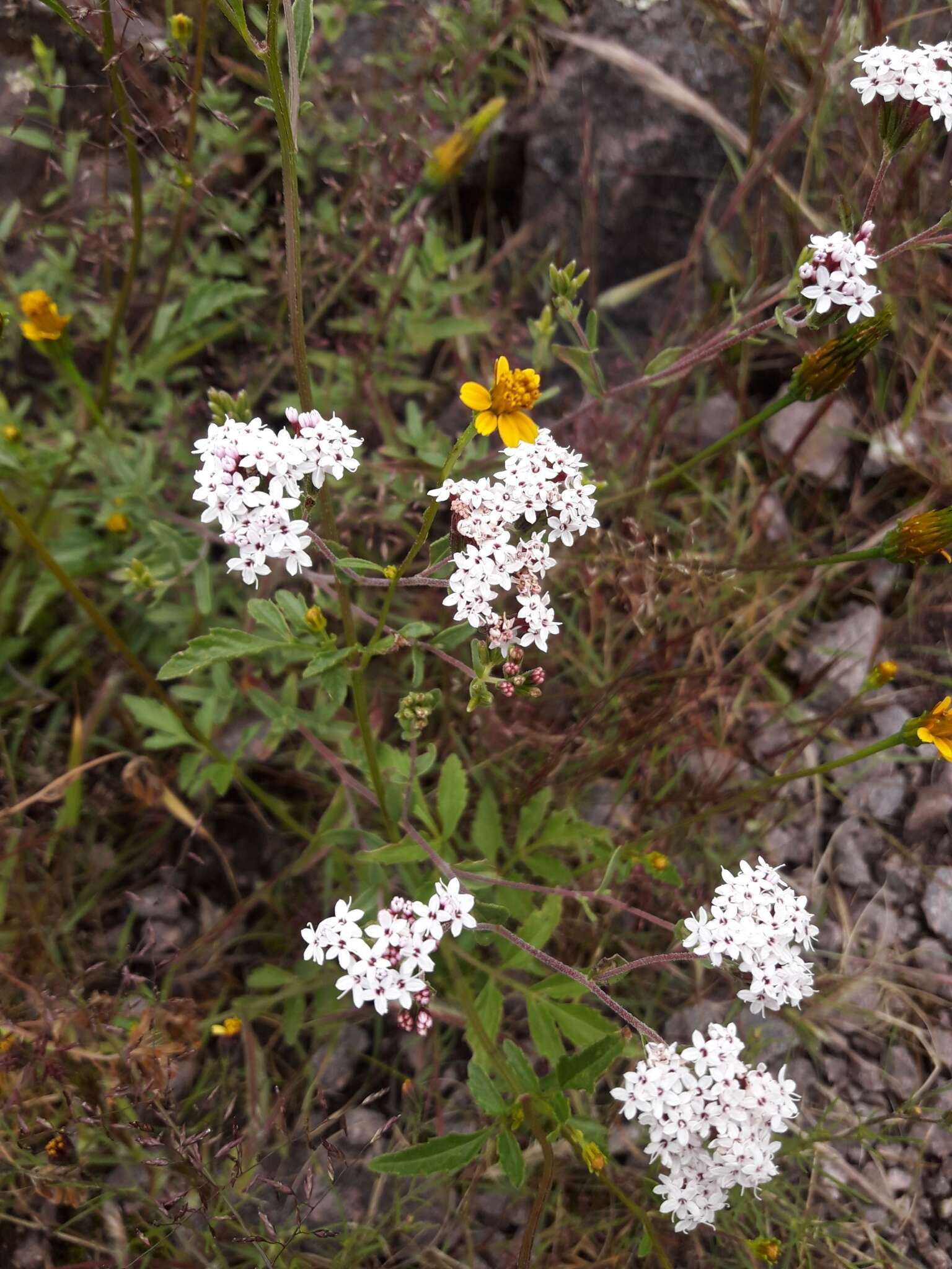 Imagem de Mentzelia scabra subsp. chilensis (Gay) Weigend