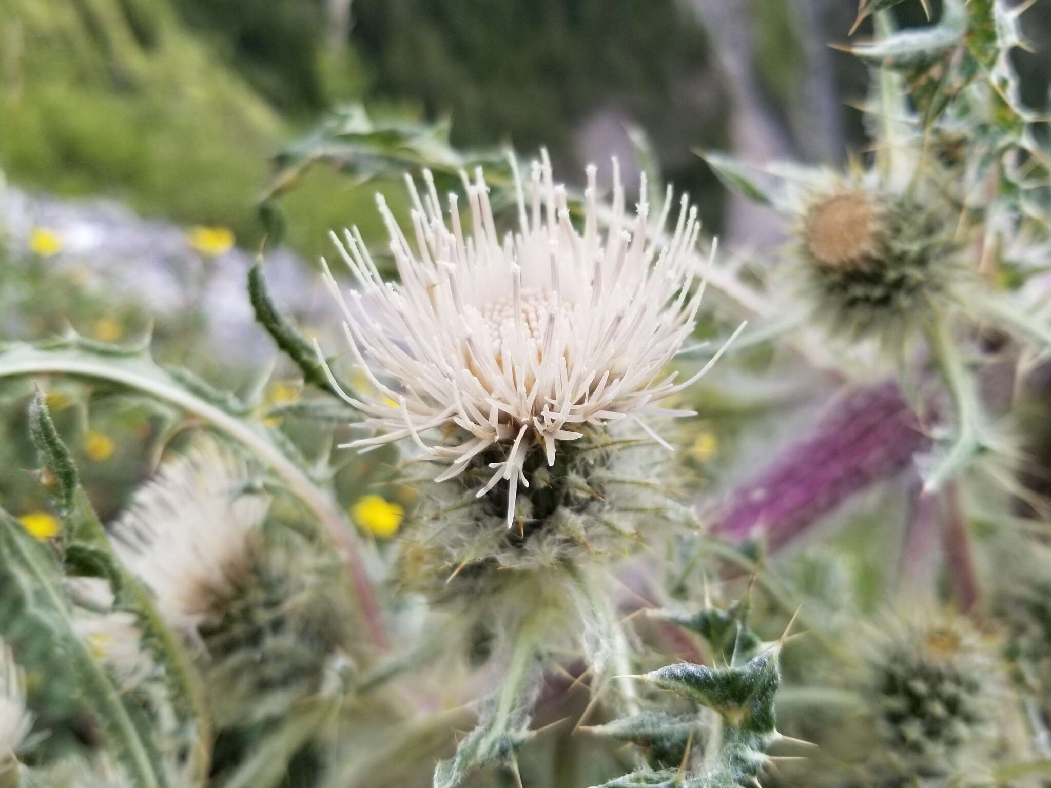 Image of white thistle