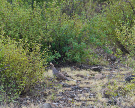 Image of Scaled Quail