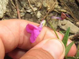 Image de Phaseolus parvulus Greene