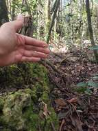 Image of Costa Rican lady's tresses