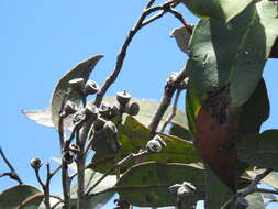 Image of Eucalyptus latisinensis K. D. Hill