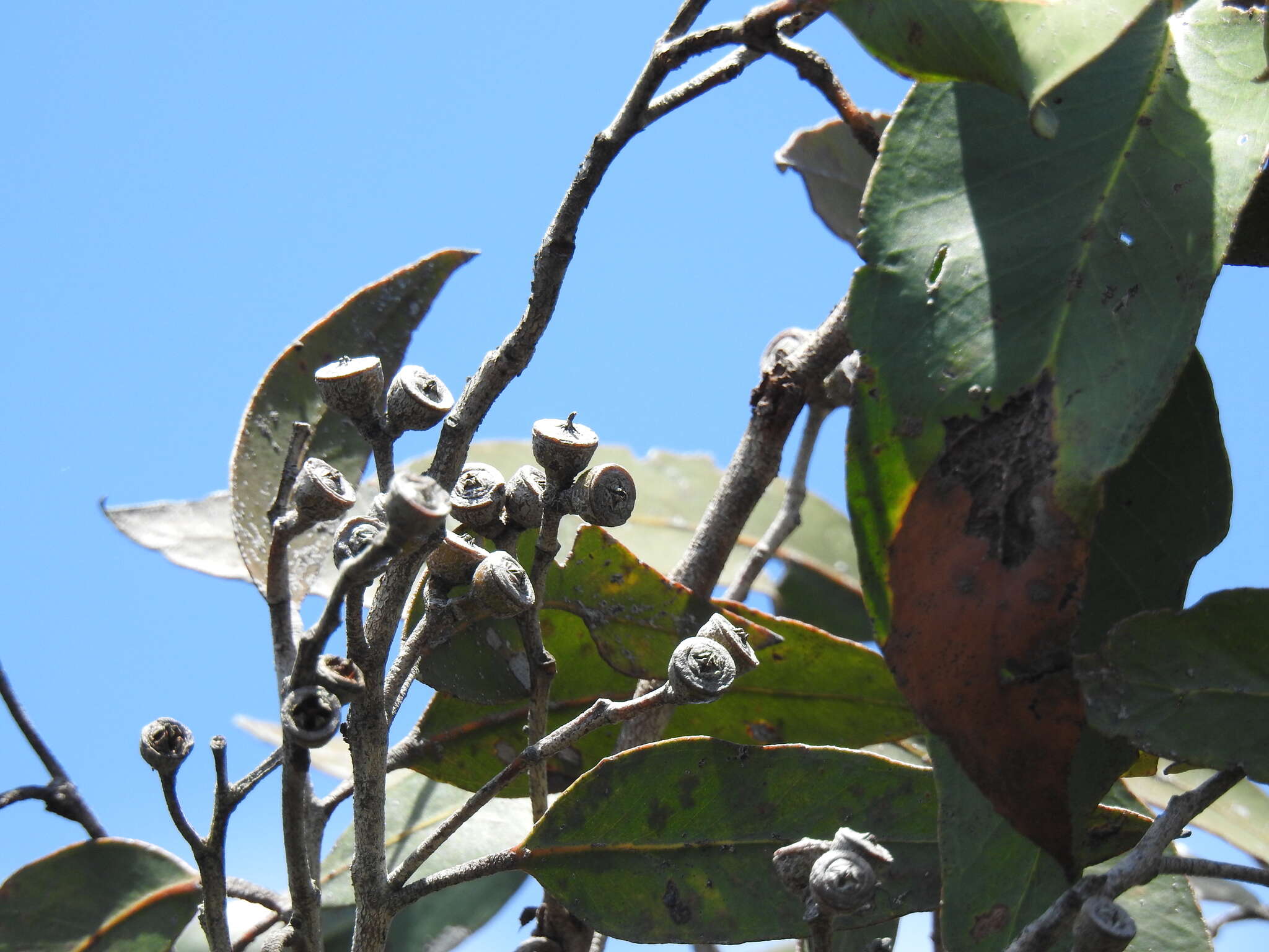 Слика од Eucalyptus latisinensis K. D. Hill