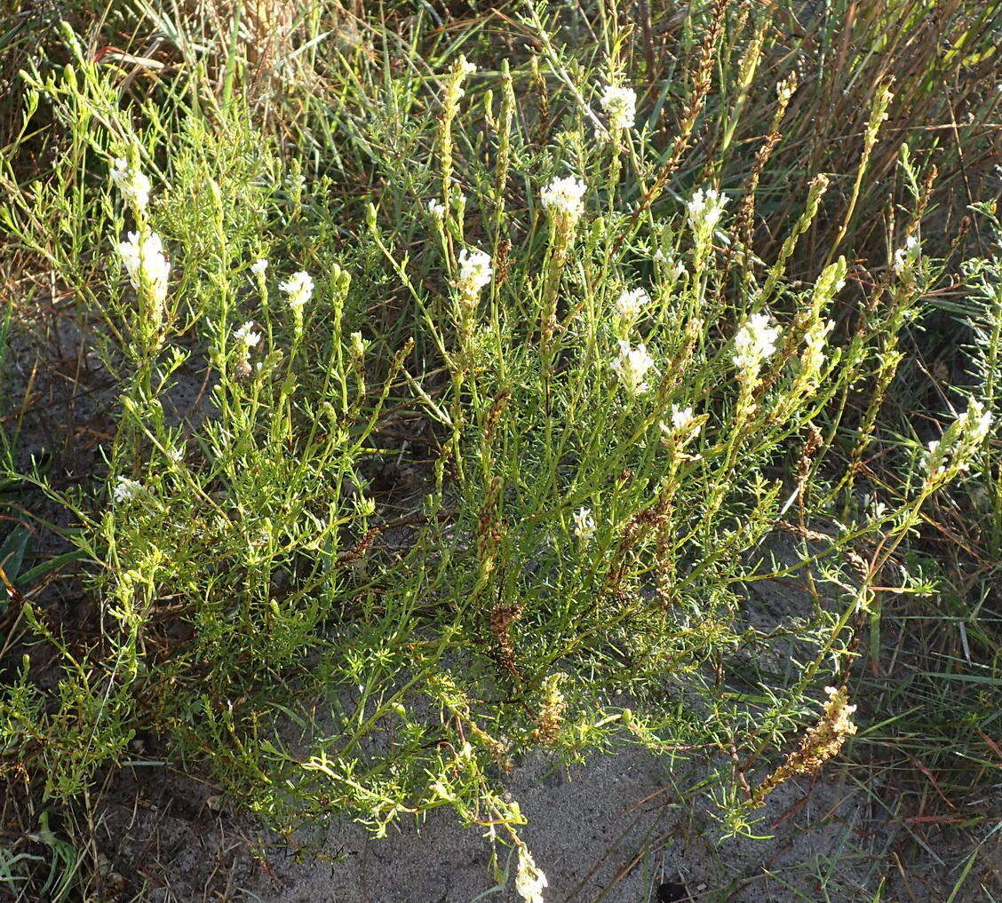 Sivun Hebenstretia integrifolia L. kuva