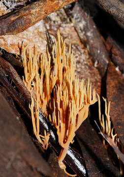 Image of Phaeoclavulina flaccida (Fr.) Giachini 2011